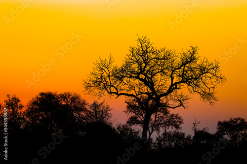 A beautiful african sunset  Timbavati Game Reserve  South Africa.