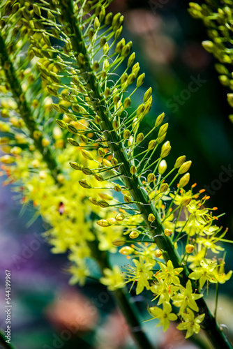 Narrow leaved foxtail lily (Eremurus stenophyllus) photo