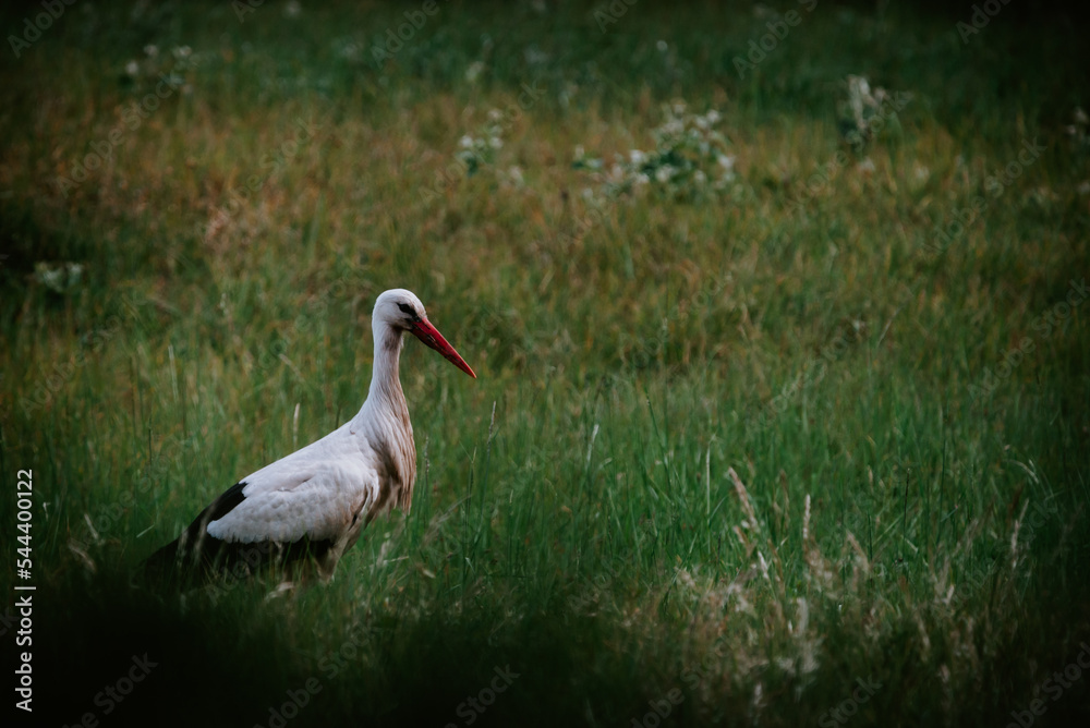 Naklejka premium Cigogne dans une prairie
