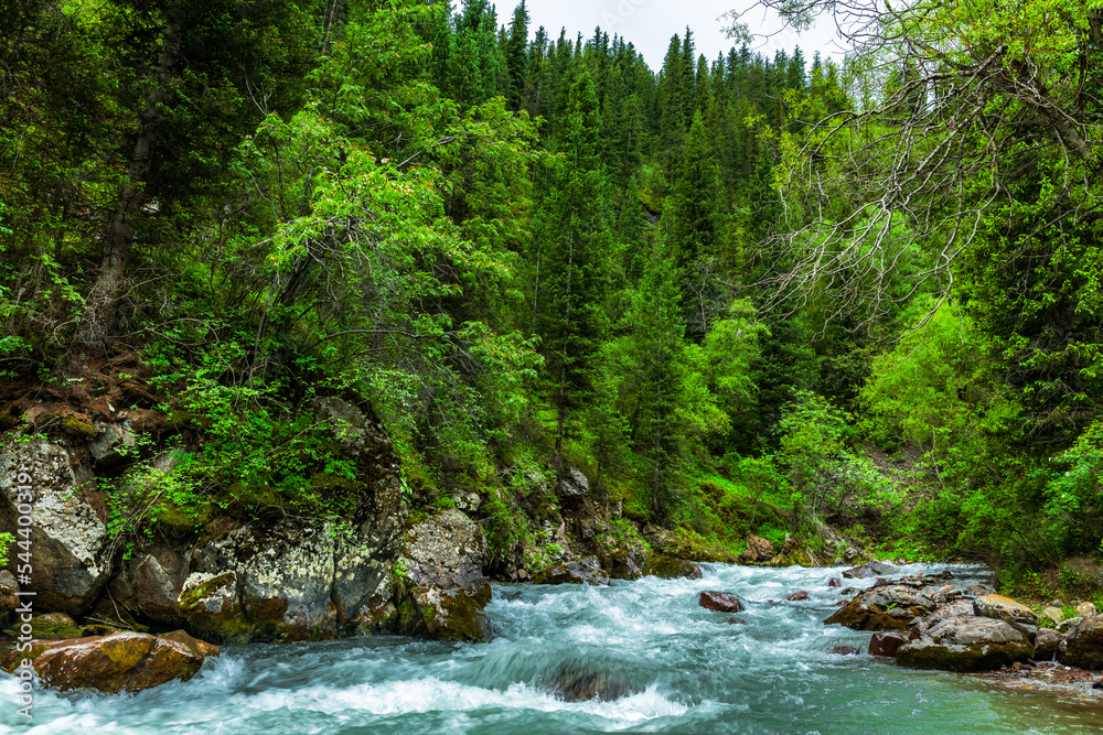 Fototapeta premium mountain river in the forest