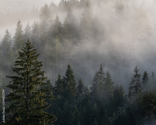 Foggy mountain and forest landscape during the golden sunrise with the best mystic atmosphere in the east of Bohemia. © Tadeas