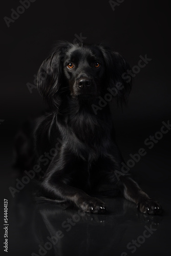 black dog portrait © Katharina