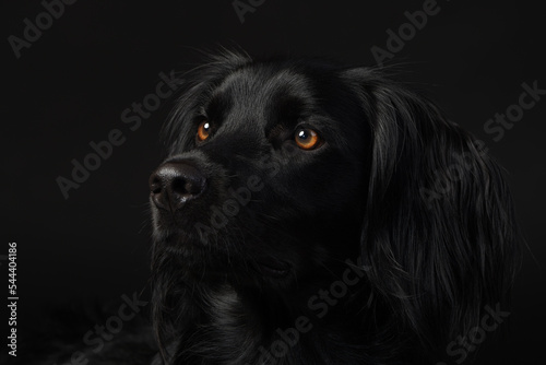 black labrador retriever © Katharina