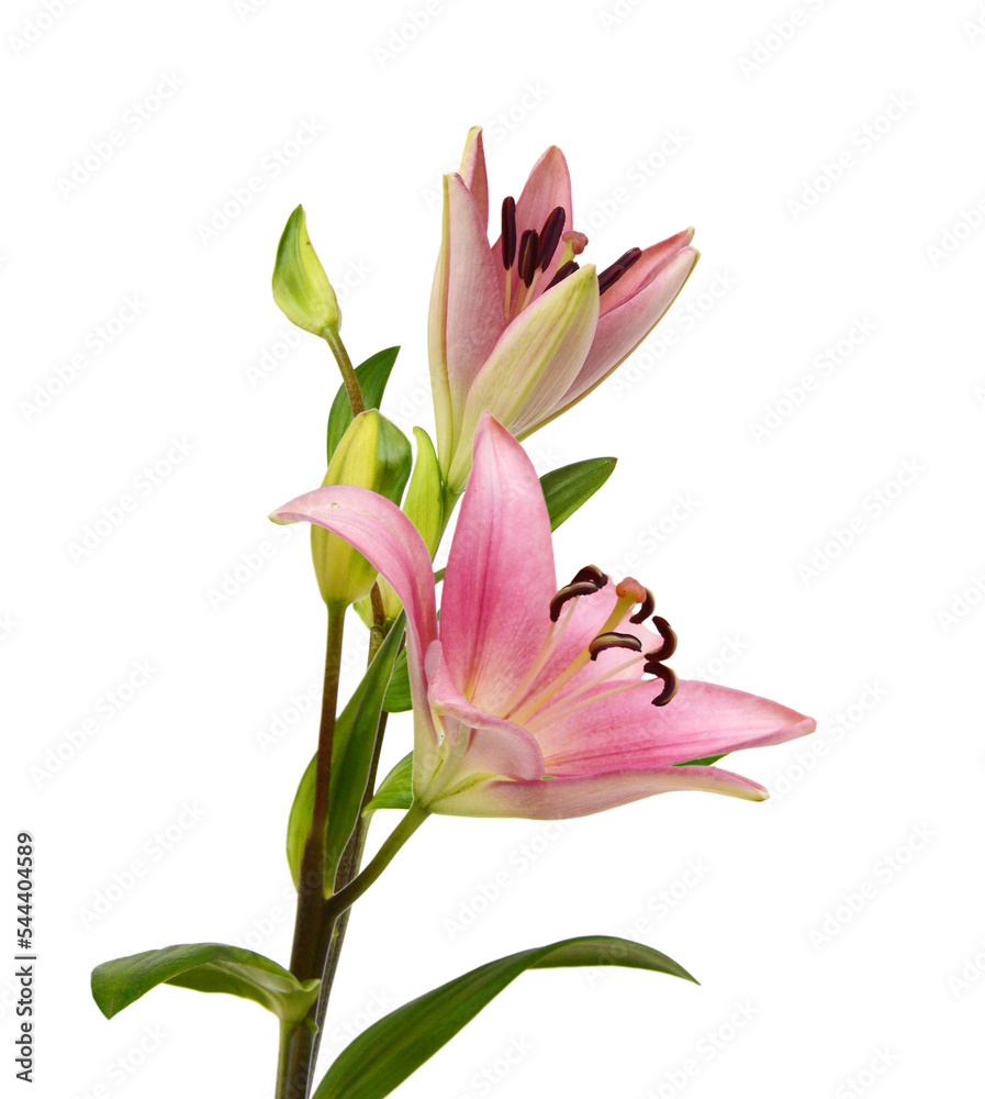 A lily flowers decorating on white background