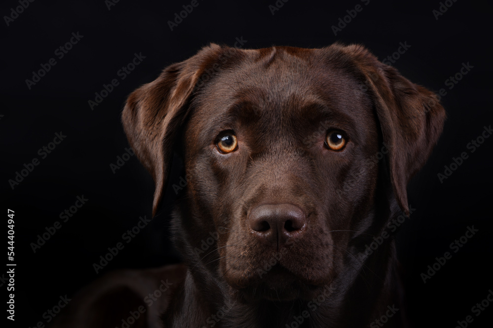 chocolate labrador retriever