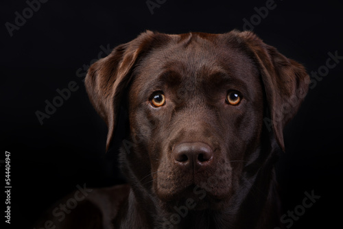 chocolate labrador retriever