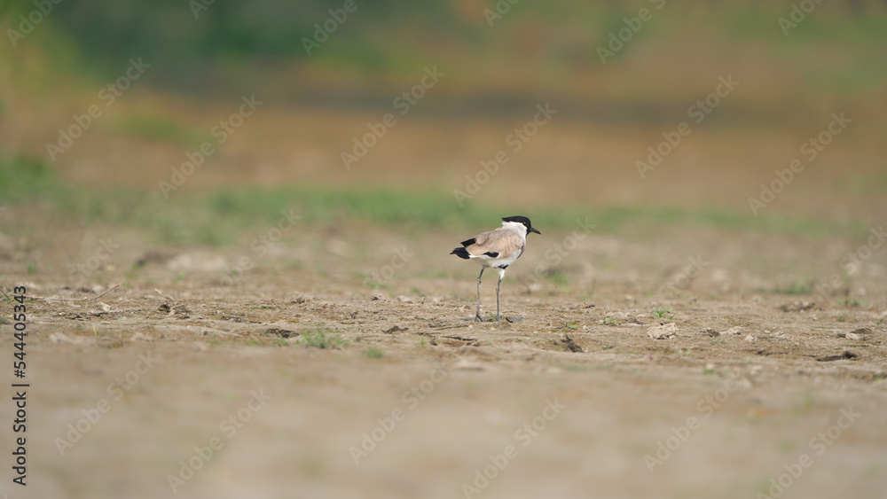 black crowned crane