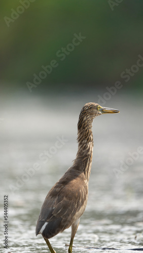 blue heron