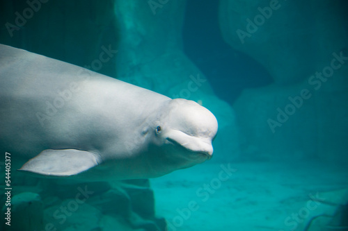 White Beluga Whale. High quality photo