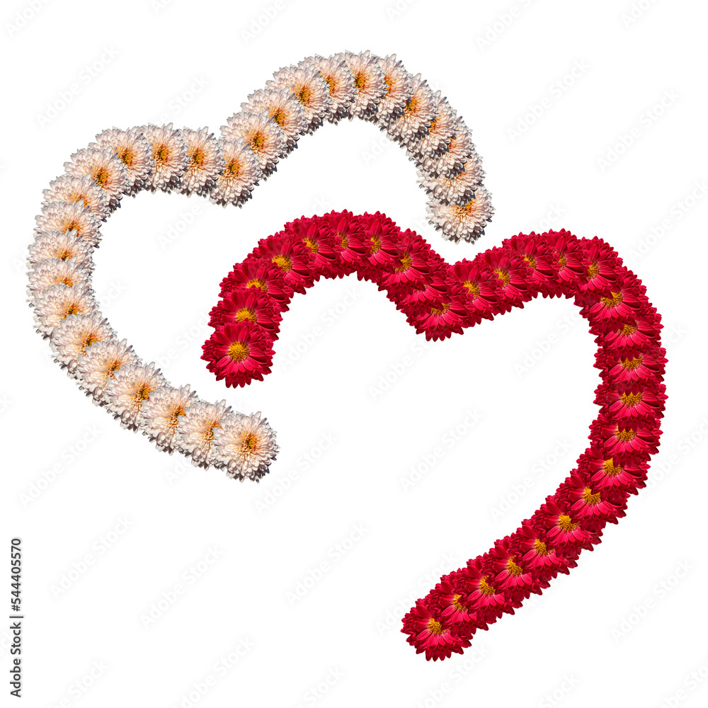 A beautiful decoration in the form of two halves of hearts with chrysanthemum flowers highlighted on a transparent background. Floral outlines of hearts as a symbol of love and devotion A beautiful decoration in the form of two halves of hearts with chrysanthemum flowers highlighted on a transparent background. Floral outlines of hearts as a symbol of love and devotion