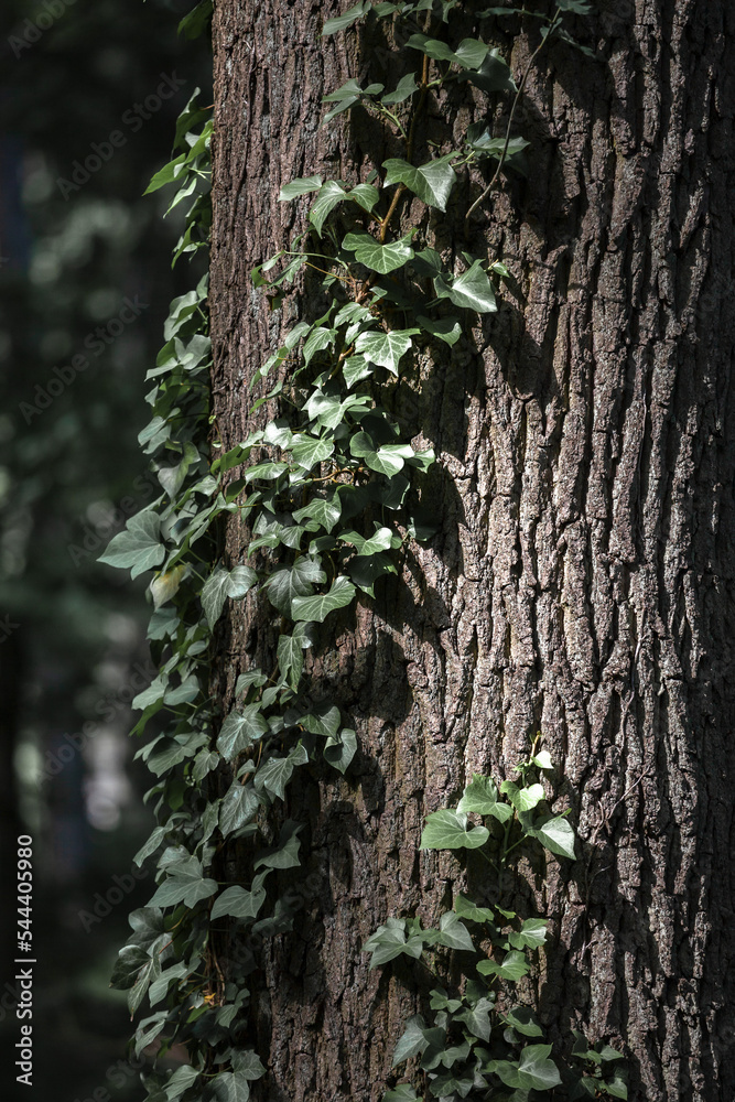 Pine tree trunk and growing ivy