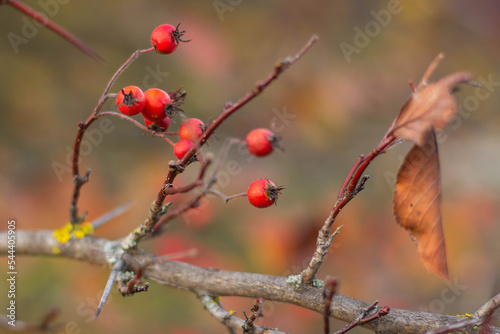 Bare branches of grapes with ripe red berries