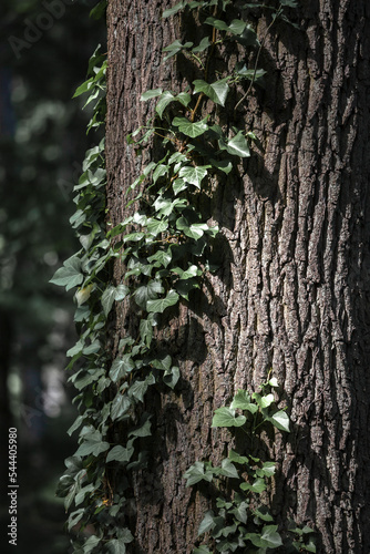 Pine tree trunk and growing ivy