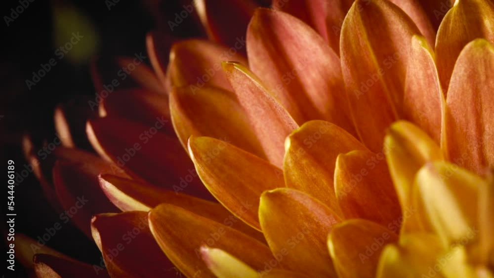 Close up of yellow flower