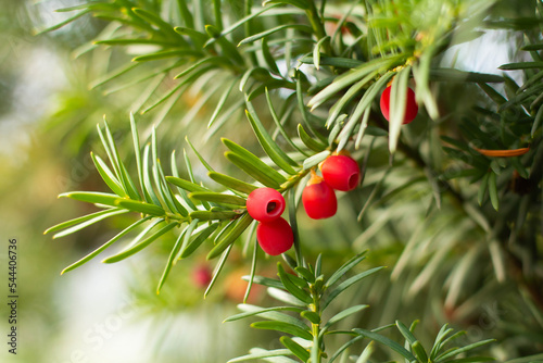 Branch of berry yew with red berries