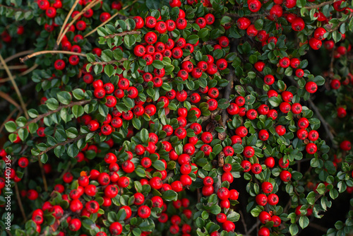 Branches with ripe red berries of the horizontal dogwood