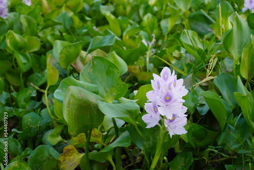 violet and white colored kochuri pana flower with green leaf. green colored kochuri pana stock on lake photo