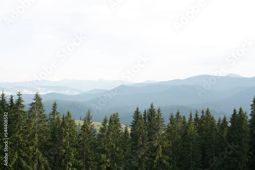 Fototapeta Naklejka Na Ścianę i Meble -  The needle forest hills of the Carpathian mountains in Ukraine.