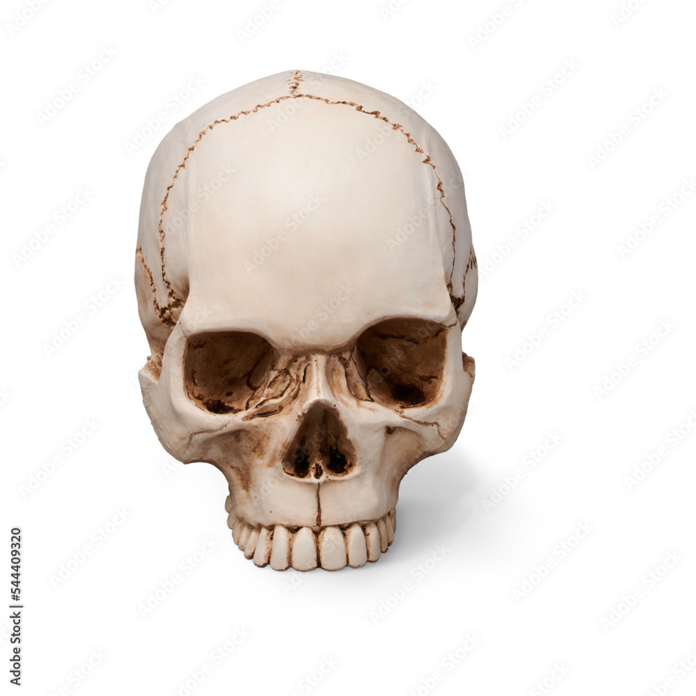Obraz premium Skull Png Format With Transparent Background