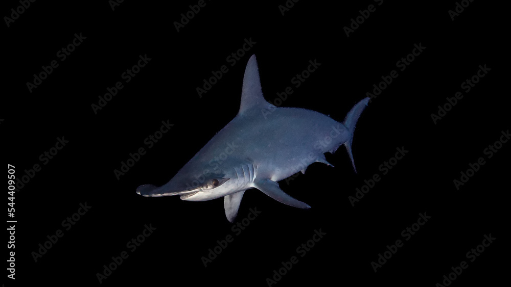 Obraz premium Unterwasser