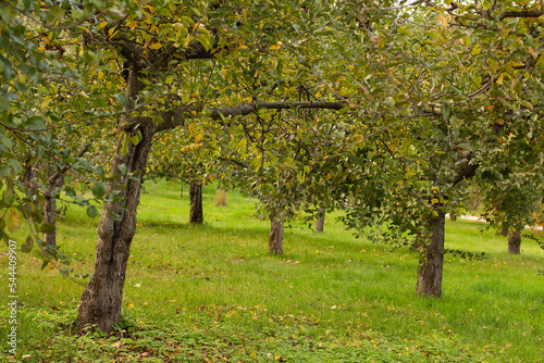 Fallen apple tree leaves on the grass in autumn