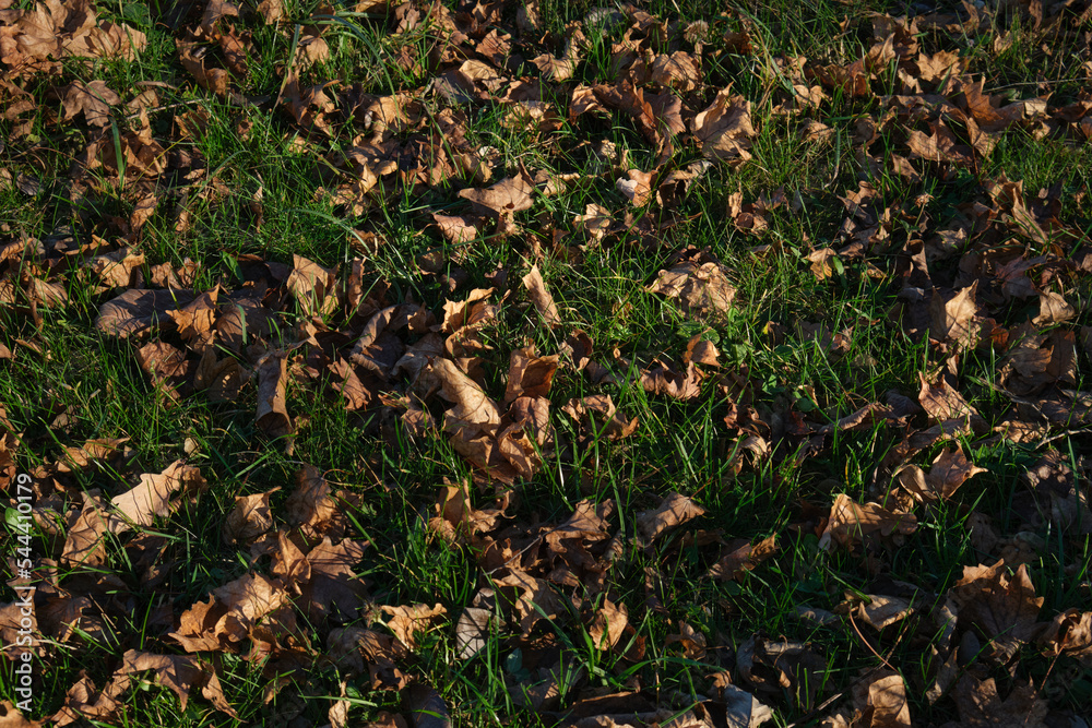 autumn leaves on the ground autumn leaves on the ground