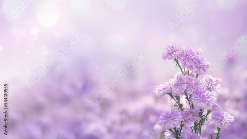 Purple flowers on a beautiful Blurred gentle sunlight background. Floral in frorest , free space for text. Romantic soft gentle artistic from nature image. photo