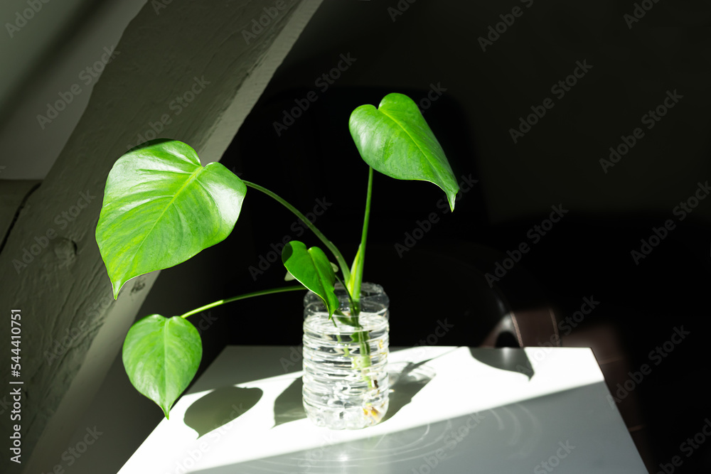 Young plant of Monstera deliciosa in water propagation of Swiss