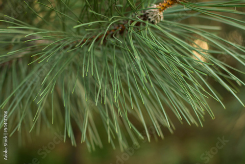Pine branches with cones festive background
