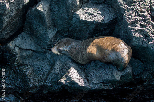 fur seal pup sleeping on the rocks near Puerto Egas, Santiago, Galapagos