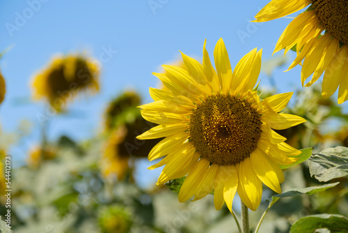 Sunflower natural background. Sunflower blooming. Close-up of sunflower. Rich harvest Concept. Label art design