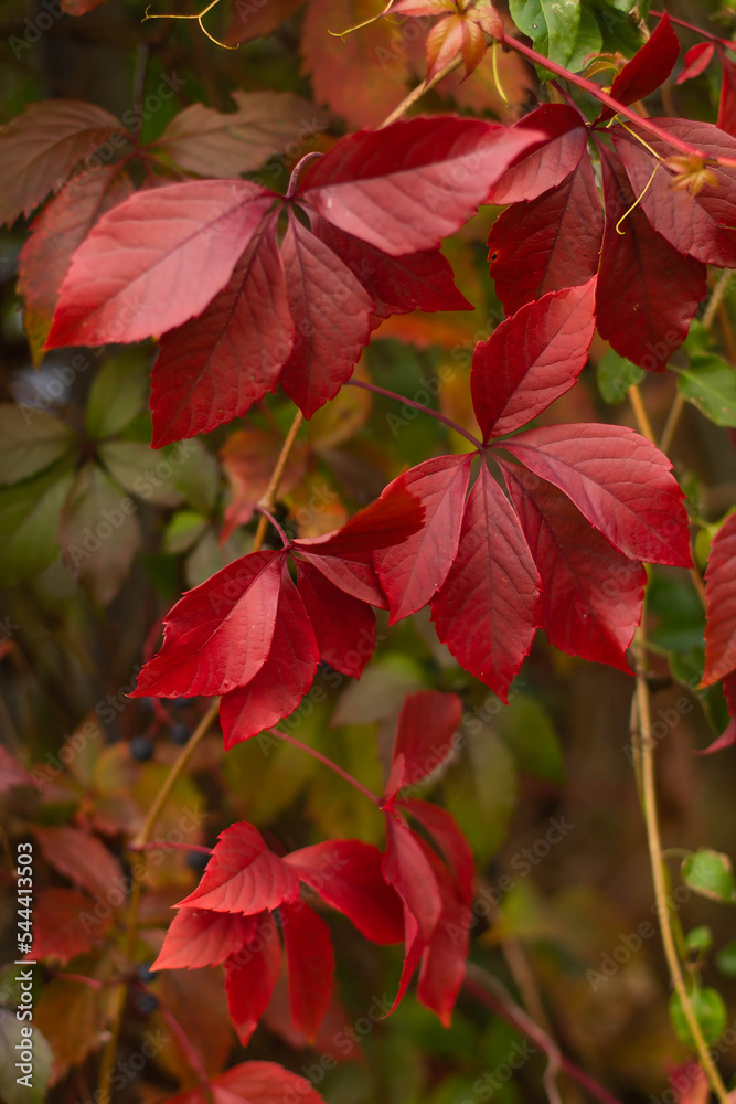 Red leaves of wild grapes in cloudy weather in autumn Red leaves of wild grapes in cloudy weather in autumn