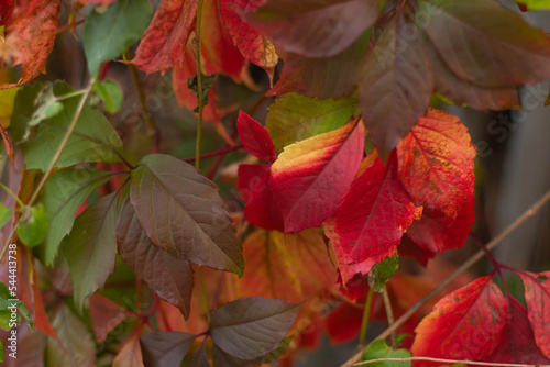 Red leaves of wild grapes in cloudy weather in autumn