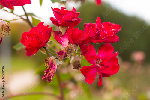 Red rose flowers blooming on a green background