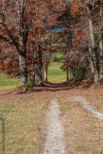 dirt road  at the quabbin resservior going through a row of trees photo