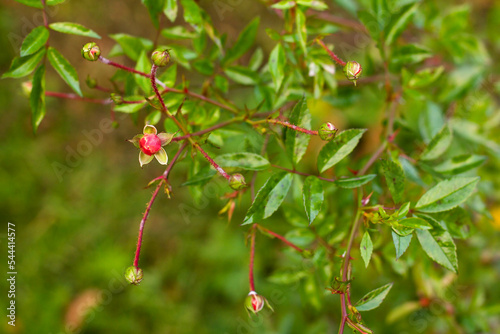 Rose buds on a young shoot