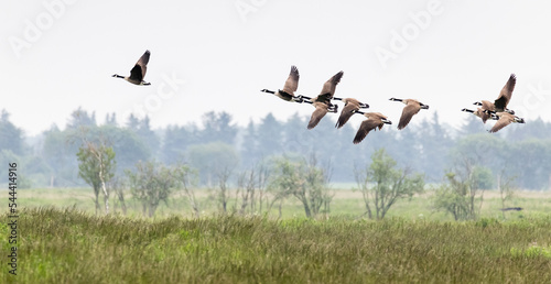 wildlife in Lille Vildmose nature reserve
