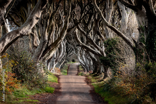 The Dark Edges, popular tree tunnel used as Game of Thrones location. Ballymoney, Northern Ireland © M Temes