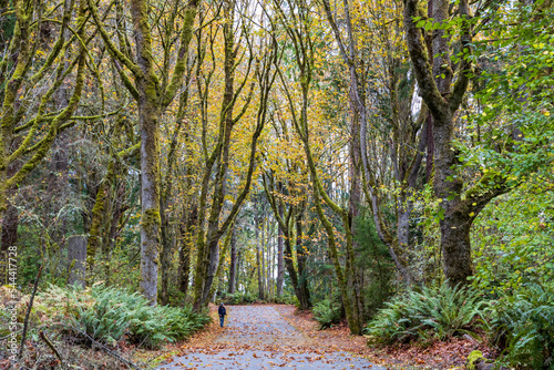 Scenic Autumn Landscape with an unrecognizable person walking on the road in Point Defiance park, Tacoma, Washington