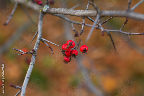 Bare branches of grapes with ripe red berries