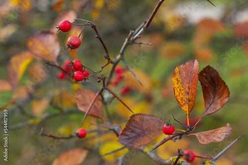 Bare branches of grapes with ripe red berries