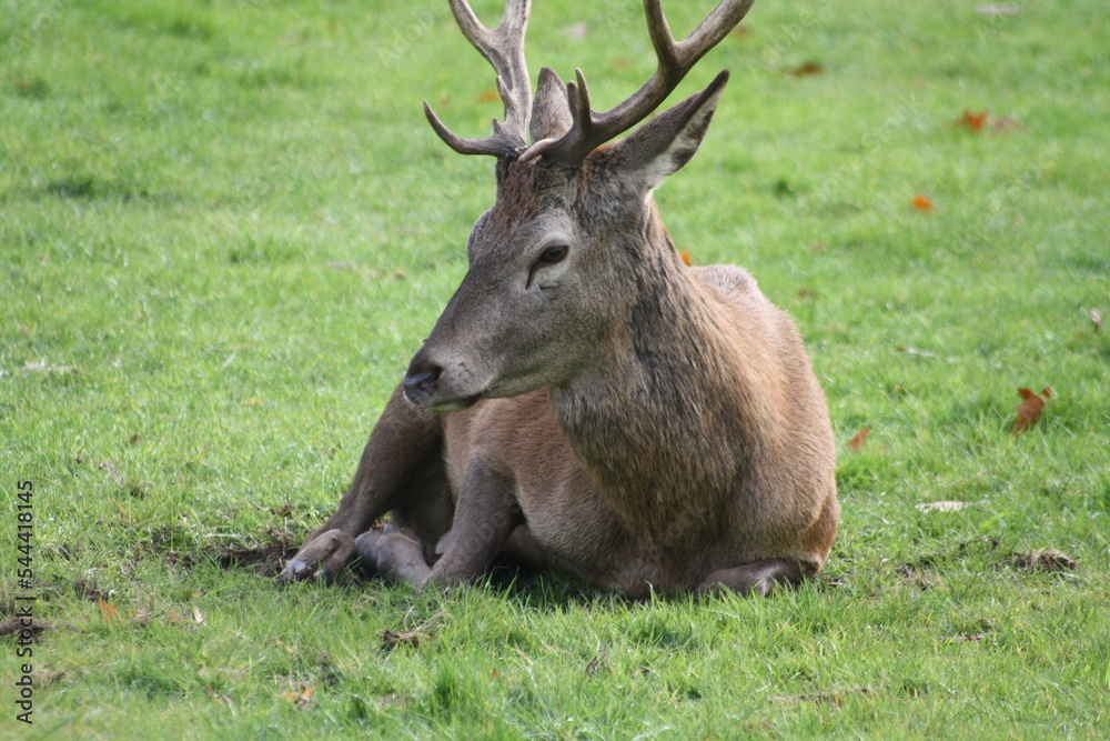 resting deer resting deer