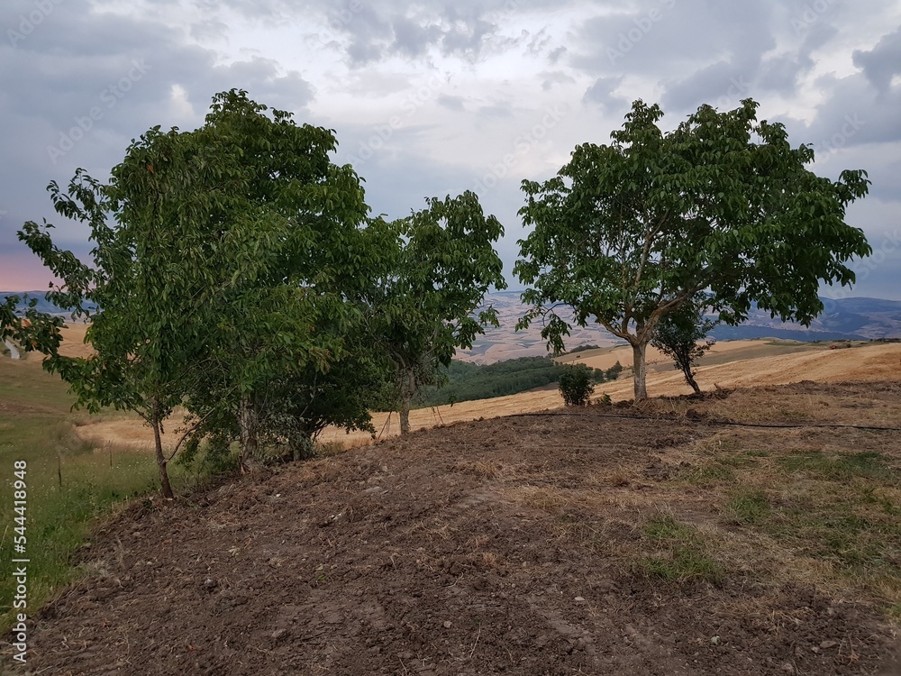 Fototapeta premium Natura
