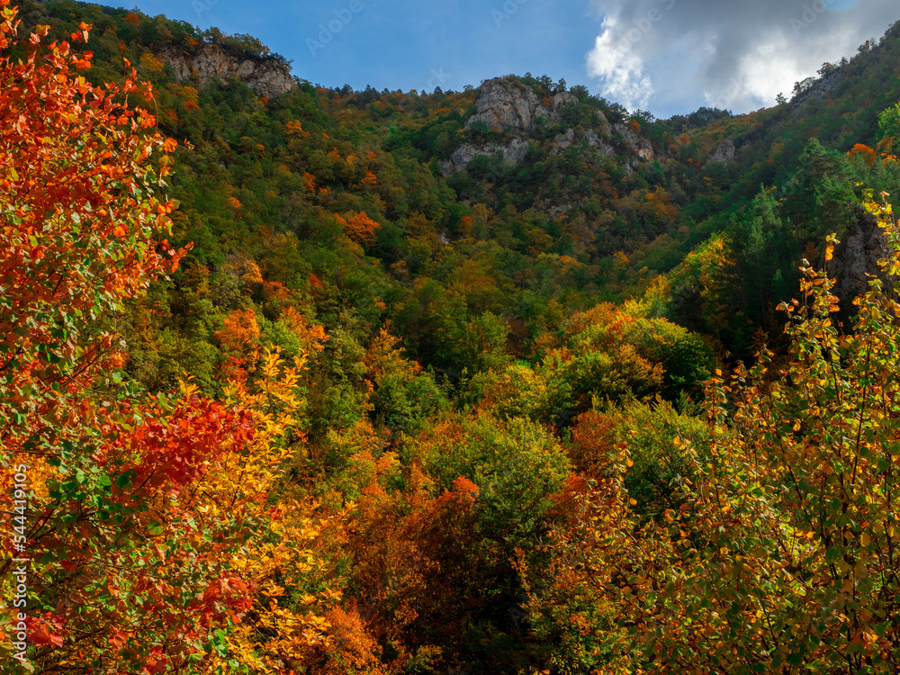 Autumn landscape Fallen leaves and red autumn maple trees Autumn forest Autumn landscape Fallen leaves and red autumn maple trees Autumn forest