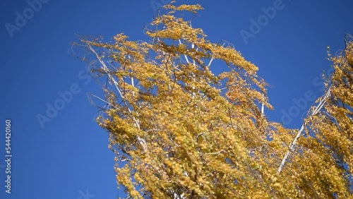 Autumn birch on the sky. Yellow leaves on a birch tree in an autumn forest. Autumn day in the woods in nature photo