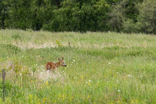 Fototapeta Naklejka Na Ścianę i Meble -  wildlife in Lille Vildmose nature reserve