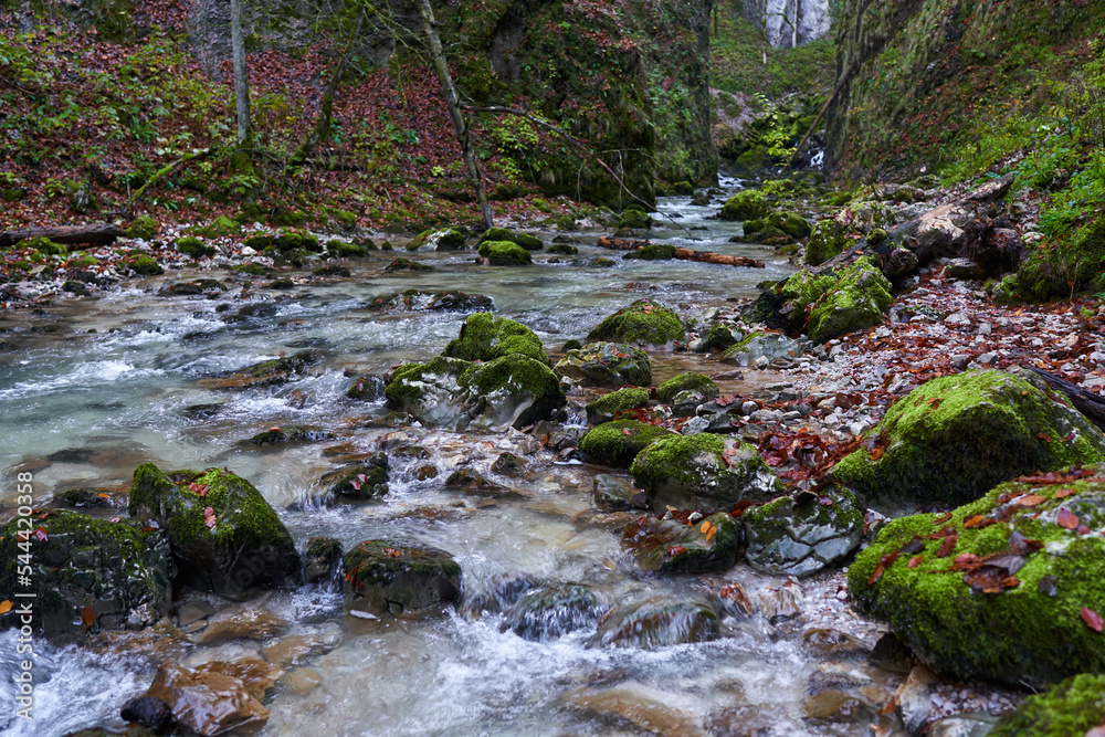 Fototapeta premium River rapids in the forest
