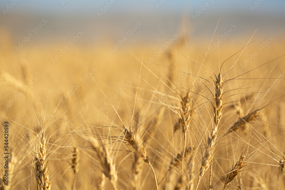 Fototapeta premium Wheat field on a sunny day. Grain farming, ears of wheat close-up. Agriculture, growing food products.