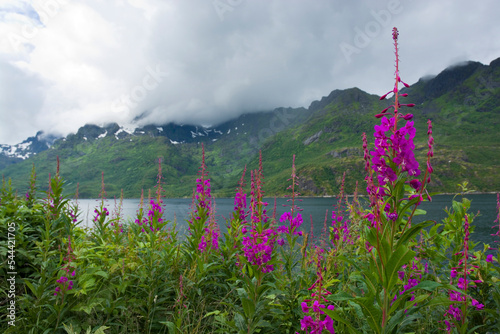 Pink blooming flowers on th...