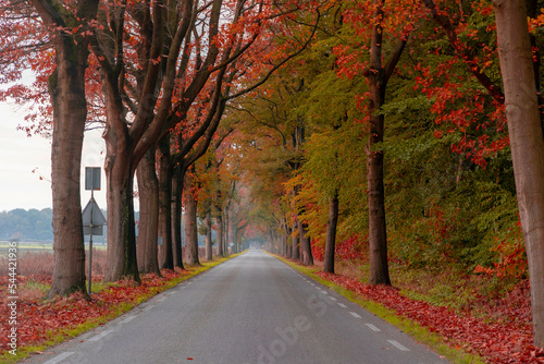 Small street with colourful leaves trees trunk in fall along the way, Autumn landscape view with a row of tree on the both side of the road in Dutch countryside in province of Drenthe, Netherlands.